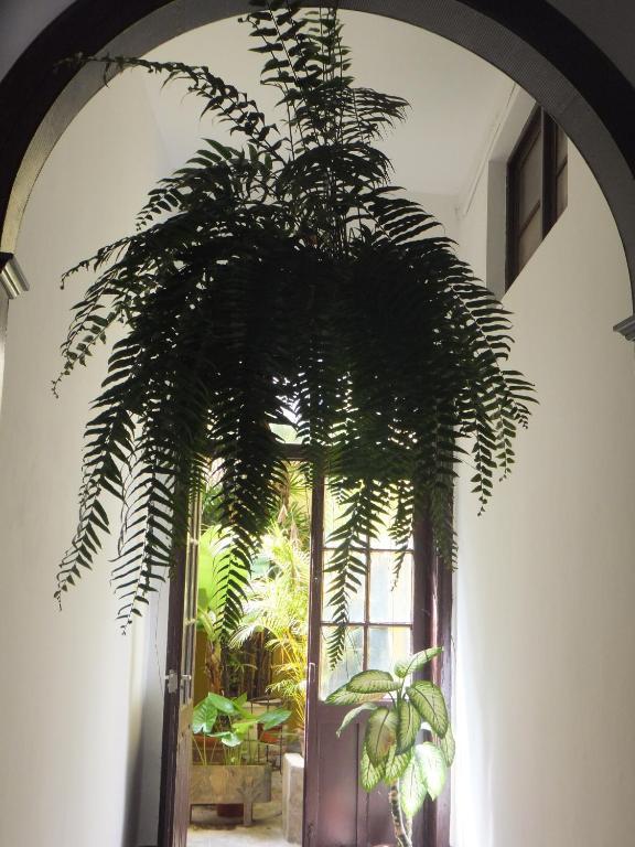Hotel Casa Colonial Cejas Santa Cruz de Tenerife Zewnętrze zdjęcie